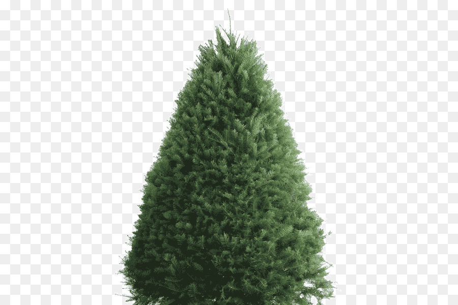 Balsam fir Douglas fir Artificial Christmas tree - fir wood png download - 600*600 - Free Transparent Balsam Fir png Download.