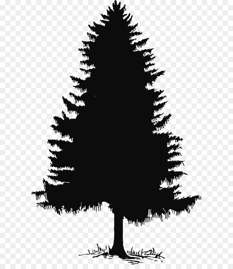 Pine Drawing Evergreen Fir Clip art - tree png download - 657*1024 - Free Transparent Pine png Download.