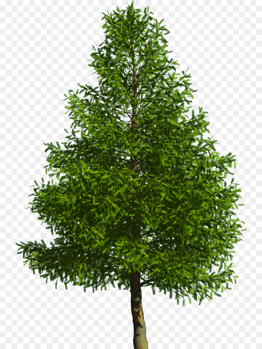 Evergreen Tree Pine Douglas fir - tree png download - 798*1200 - Free Transparent Evergreen png Download.