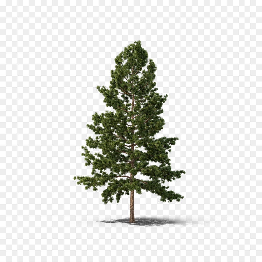 Pine Fir Spruce Tree Conifers - fir-tree png download - 2048*2048 - Free Transparent Pine png Download.