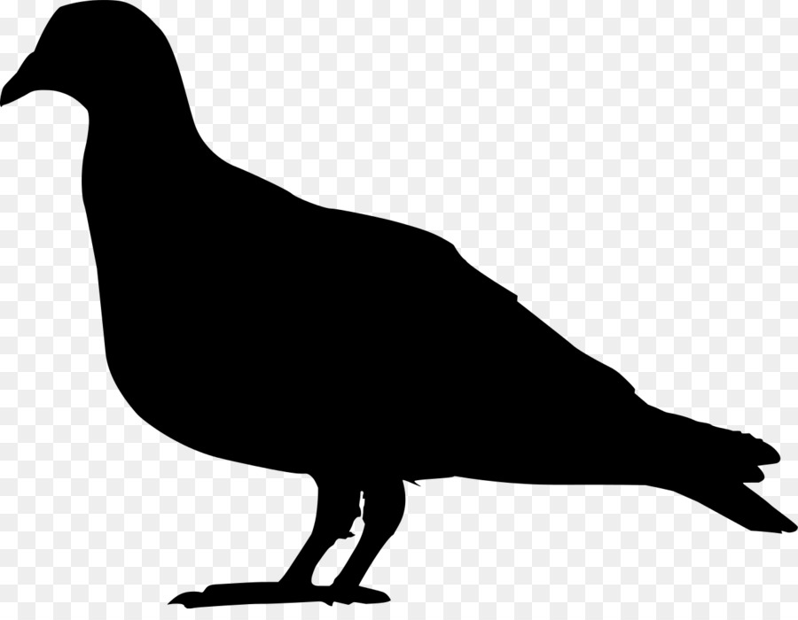 Domestic pigeon Columbidae Squab Clip art - Silhouette png download - 1280*977 - Free Transparent Domestic Pigeon png Download.