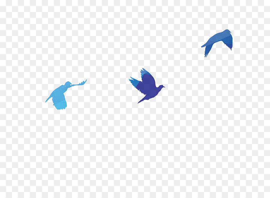 Bird Rock dove Columbidae - Birds silhouette png download - 650*658 - Free Transparent Bird png Download.