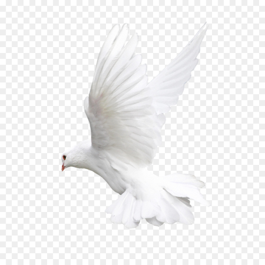Pigeons and doves Bird Fantail pigeon Indian Fantail Flight - bird png download - 894*894 - Free Transparent Pigeons And Doves png Download.
