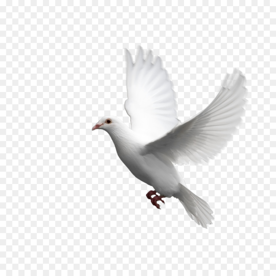Columbidae Domestic pigeon Bird - Bird pigeon picture material,Pigeons png download - 2400*2400 - Free Transparent Domestic Pigeon png Download.
