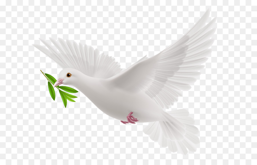 Doves as symbols - pigeon png download - 750*570 - Free Transparent Doves As Symbols png Download.