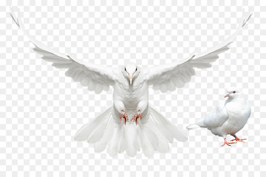 Columbidae Domestic pigeon Dove - Flying Bird png download - 1392*904 - Free Transparent Columbidae png Download.