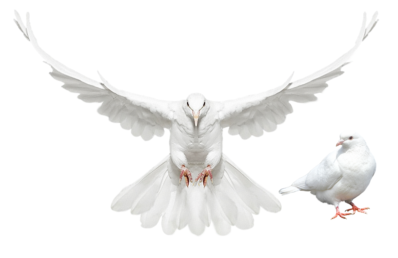 Columbidae Domestic pigeon Dove - Flying Bird png download - 1392*904 -  Free Transparent Columbidae png Download. - Clip Art Library