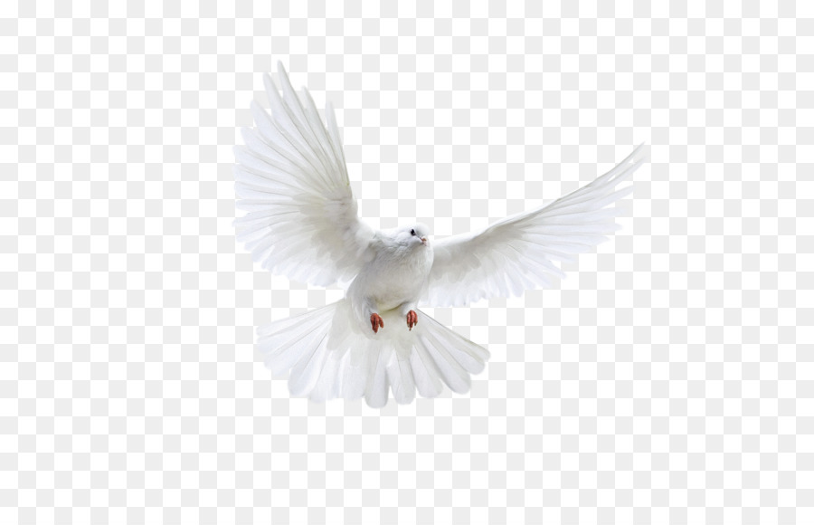 Bird Poster - White flying pigeon PNG image png download - 2200*1956 - Free Transparent Columbidae png Download.