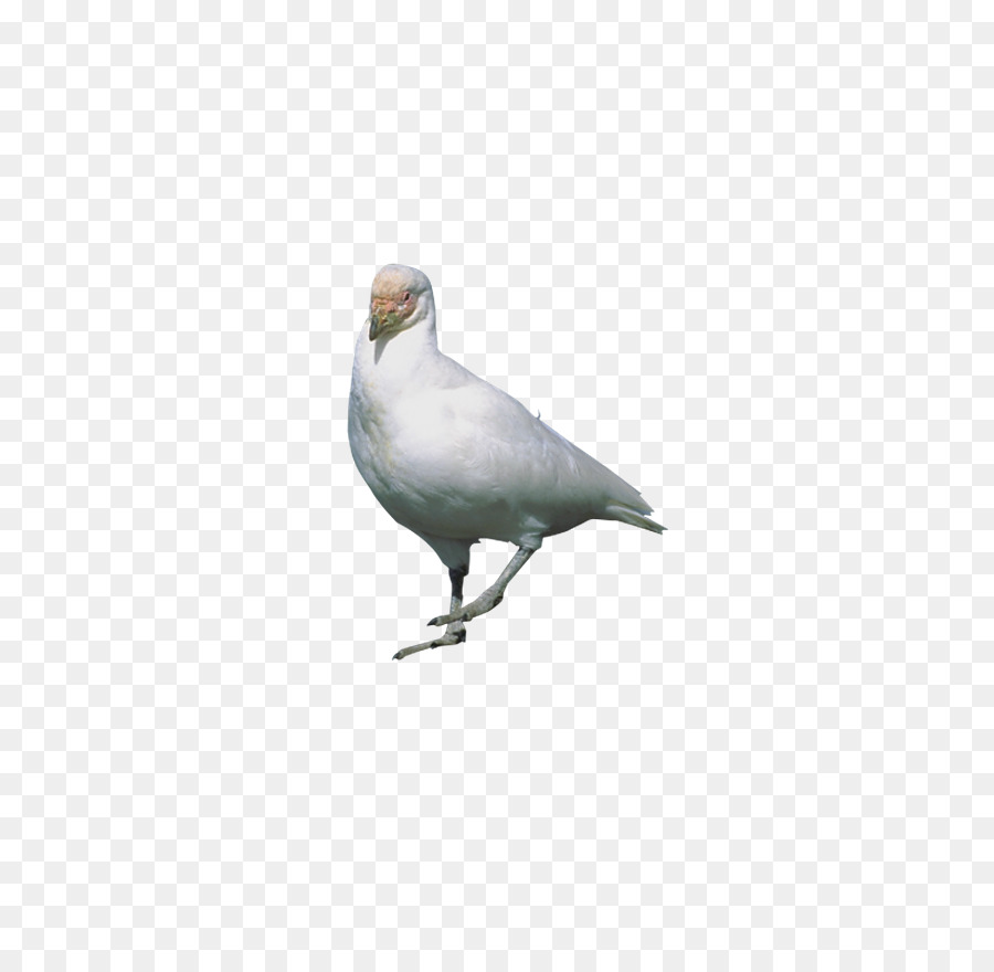 Rock dove Stock dove Flight Bird - Standing pigeon png download - 778*876 - Free Transparent Rock Dove png Download.