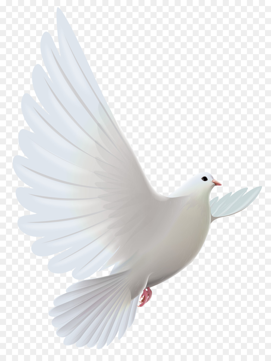 Columbidae Bird Domestic pigeon Clip art - Dove png download - 3904*5175 - Free Transparent Columbidae png Download.