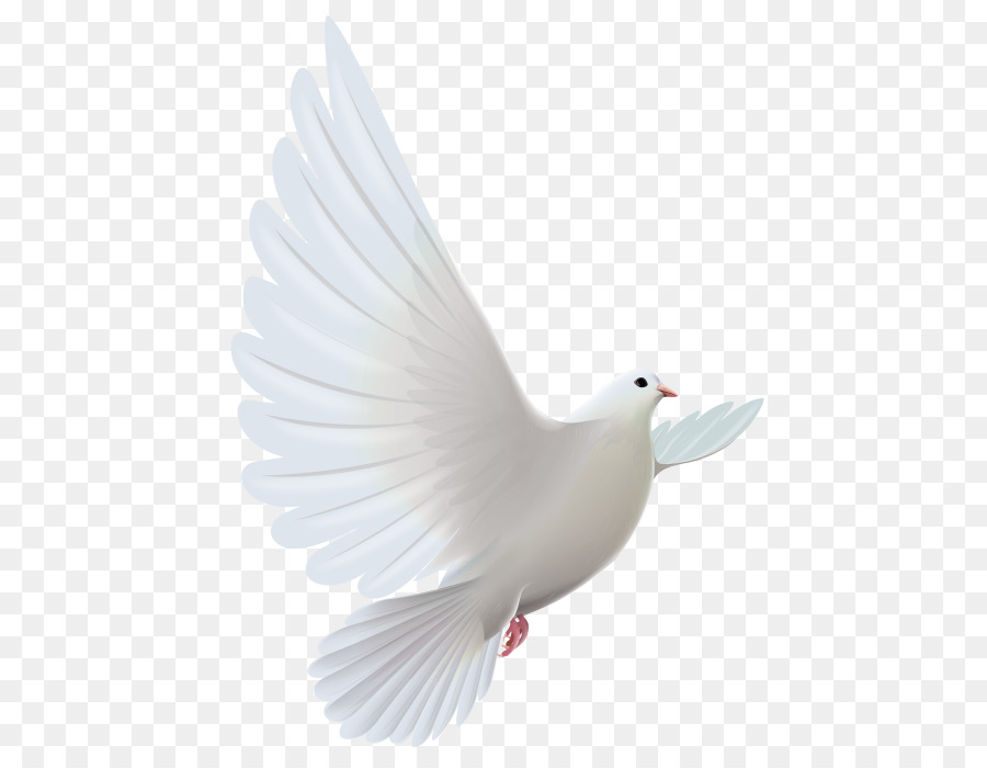 Pigeons and doves Portable Network Graphics Flight Bird Image - bird png download - 528*700 - Free Transparent Pigeons And Doves png Download.