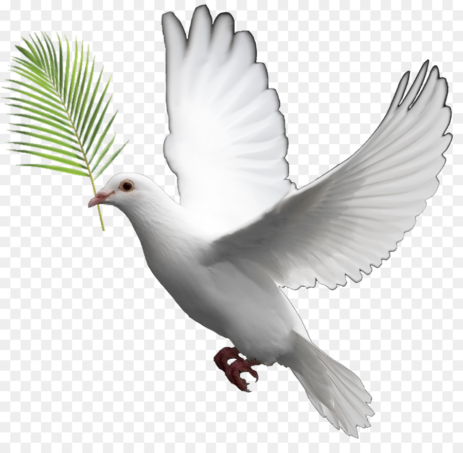 Domestic pigeon Columbidae Doves as symbols Clip art - DOVES png download - 1722*1662 - Free Transparent Domestic Pigeon png Download.