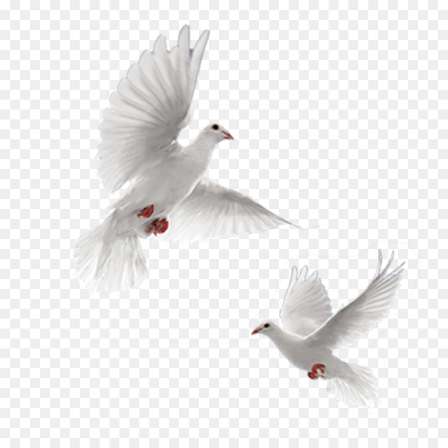 Rock dove Columbidae 54 Cards Doves as symbols - Pigeon Stock Photos png download - 1500*1500 - Free Transparent Rock Dove png Download.