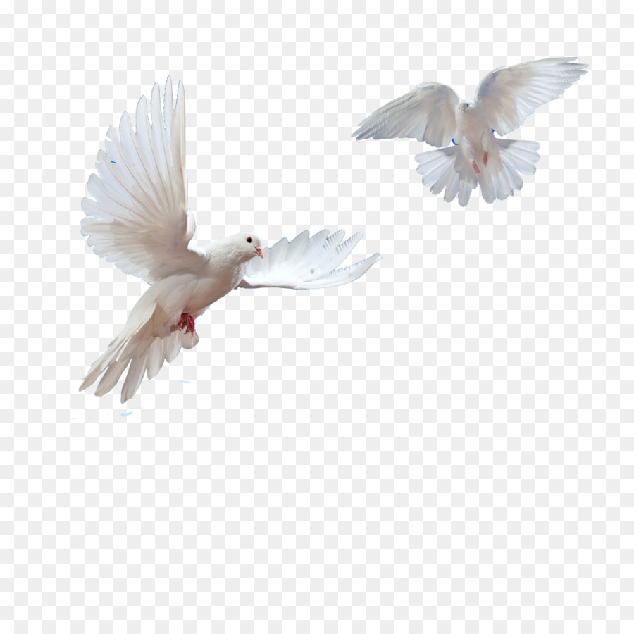 Public Speaking: Beyond Fear Eulogy: More Than a Speech Wedding Speeches The First Five Years: Port Hedland 1965-1970 Advanced Speaking Concepts - Doves Flying In Sky Png png download - 1032*1032 - Free Transparent Book png Download.
