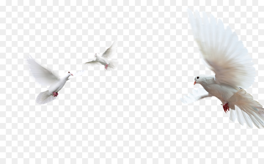 Doves as symbols Rock dove Image Peace Portable Network Graphics - dove png download - 1286*800 - Free Transparent Doves As Symbols png Download.