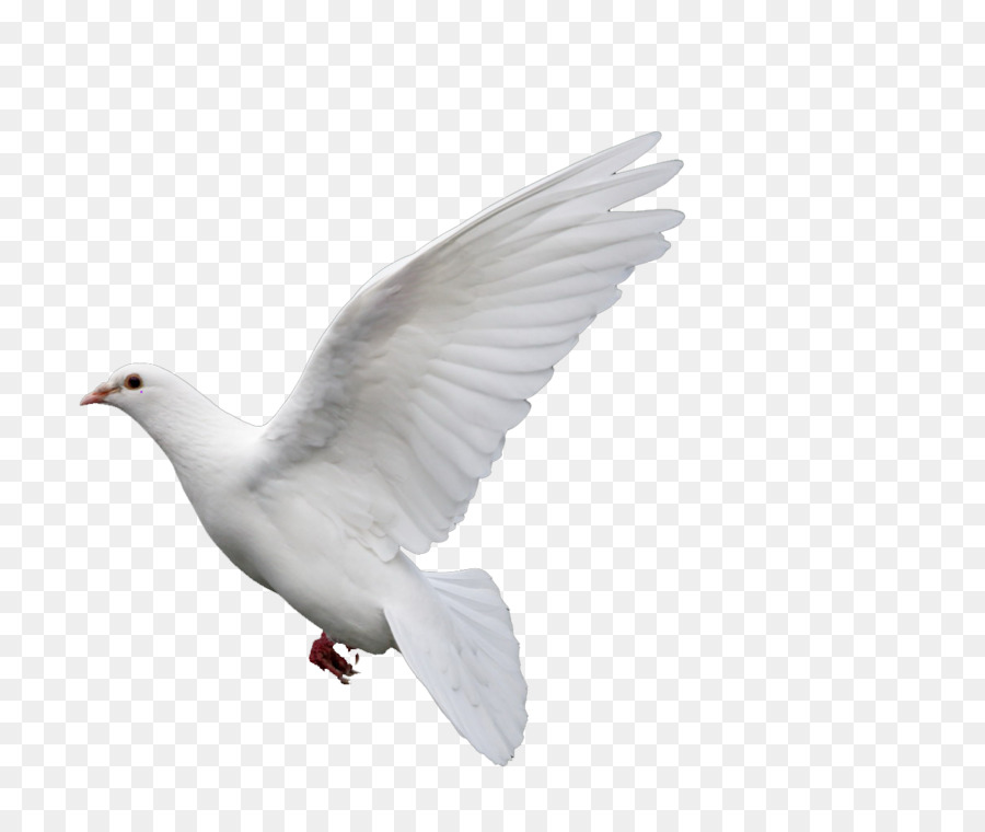 Rock dove Columbidae Goose Doves as symbols - pigeon png download - 1208*1016 - Free Transparent Rock Dove png Download.
