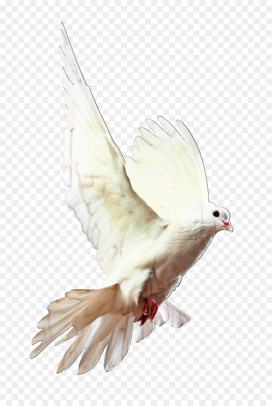 Homing pigeon Pigeons and doves Bird Racing Homer Release dove -  png download - 899*1327 - Free Transparent Homing Pigeon png Download.