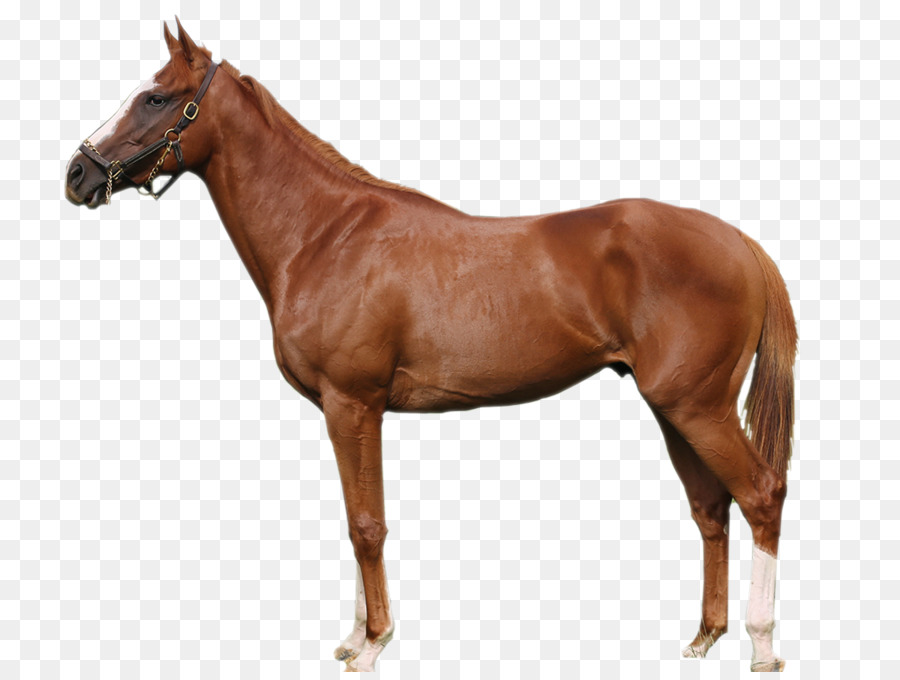 Stallion Soviet Heavy Draft Russian Heavy Draft Vladimir Heavy Draft Thoroughbred - race horse png download - 1200*896 - Free Transparent Stallion png Download.
