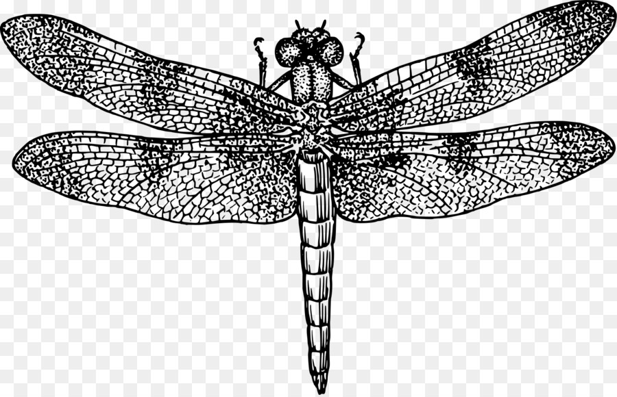 Dragonfly Black and white Drawing Clip art - dragonfly png download - 1600*1026 - Free Transparent Dragonfly png Download.