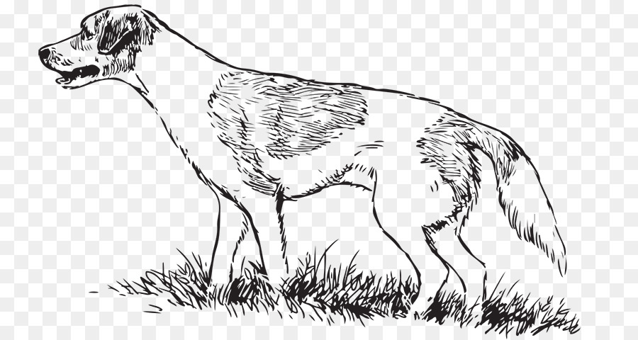 Dog breed Greyhound Hunting dog Drawing - Boar Hunting png download - 800*479 - Free Transparent Dog Breed png Download.