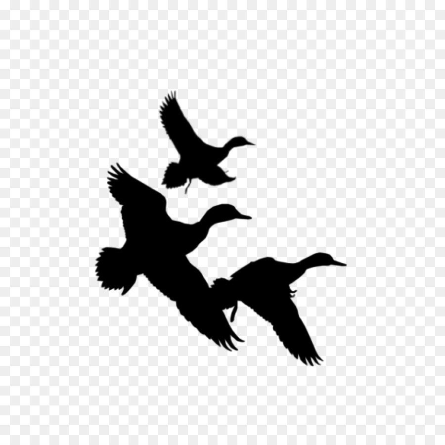 Duck Mallard Goose Bird Silhouette - duck hunting png download - 900*900 - Free Transparent Duck png Download.