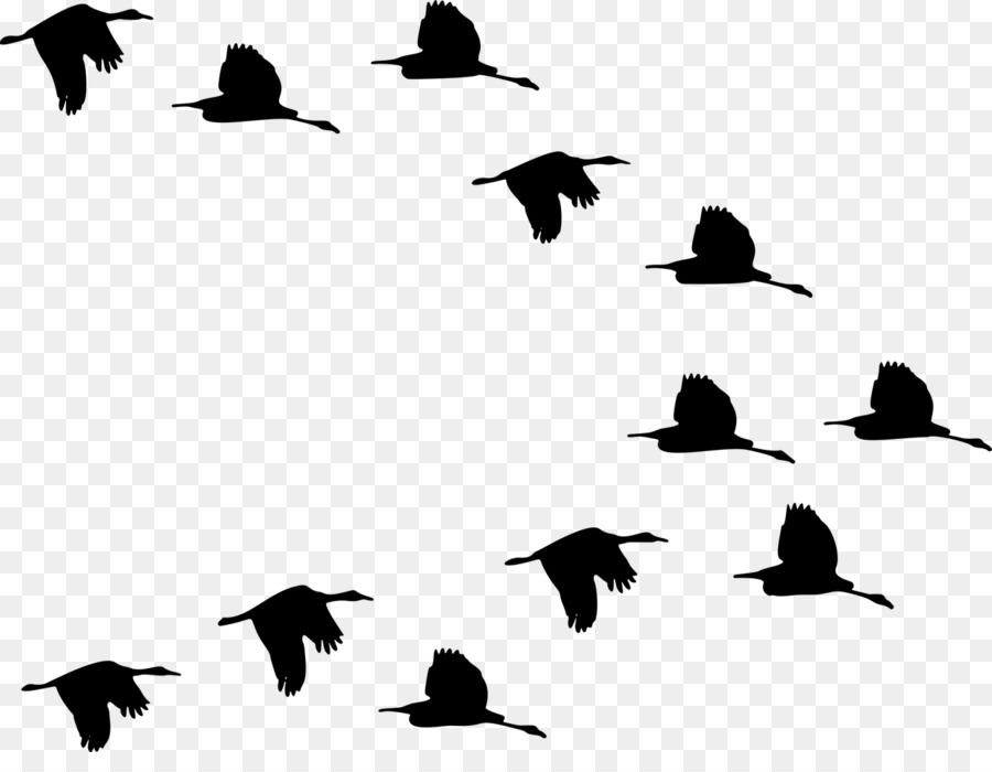 Duck Mallard Bird Goose American Pekin - duck png download - 1280*970 - Free Transparent Duck png Download.