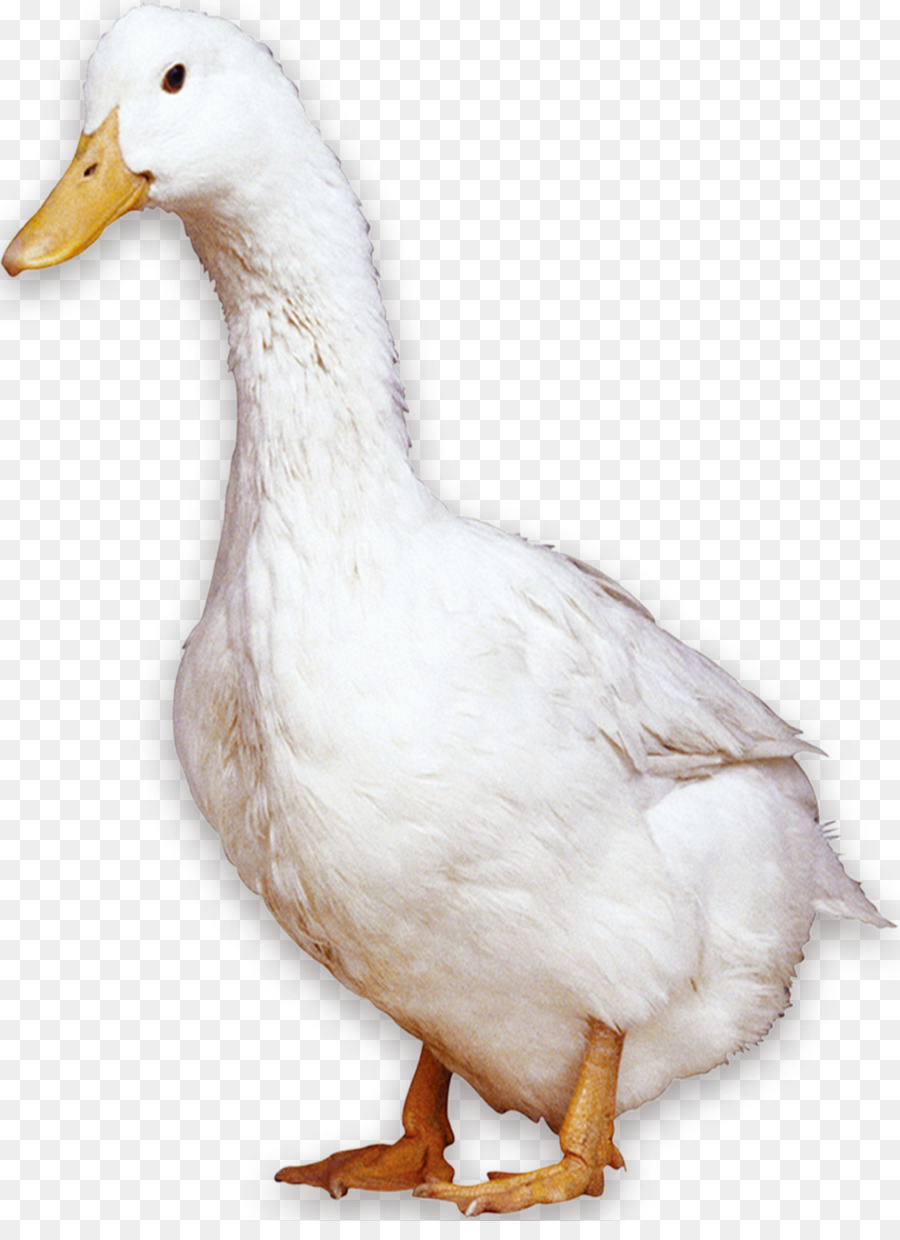 American Pekin Peking duck Bird Domestic goose - White Duck png download - 977*1325 - Free Transparent American Pekin png Download.