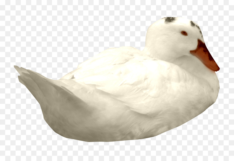 American Pekin Duck Goose - duck png download - 1734*1166 - Free Transparent American Pekin png Download.