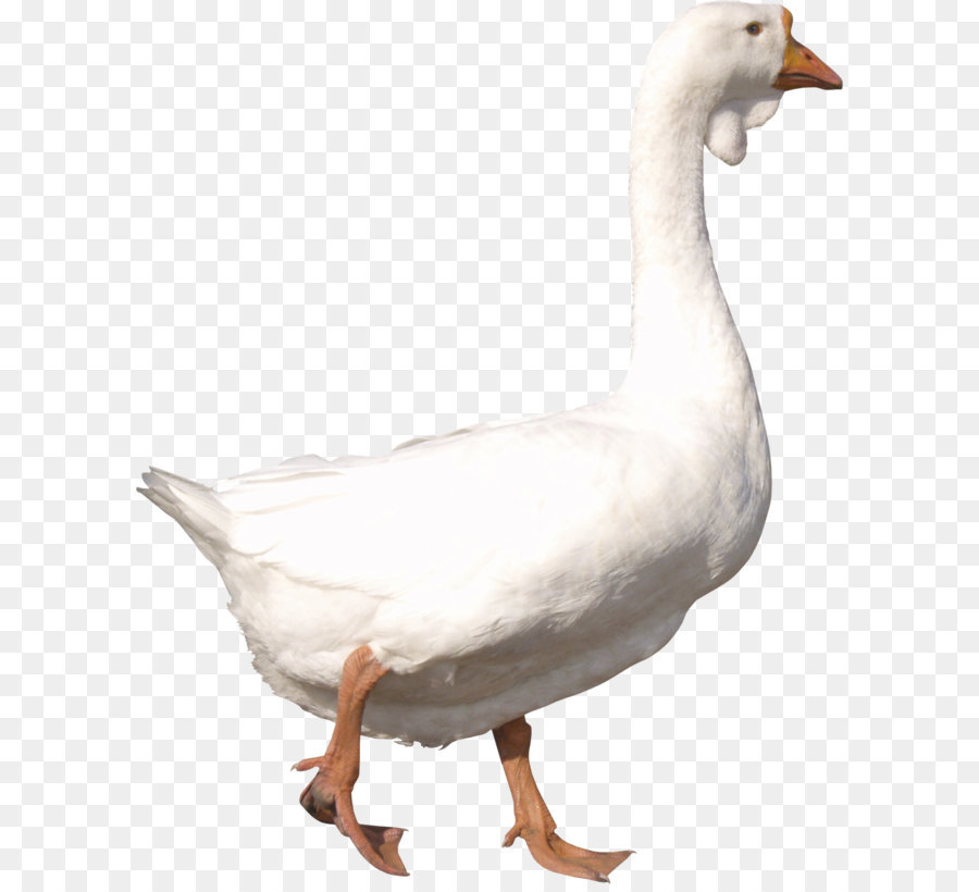 Goose Duck - Goose PNG image png download - 1896*2370 - Free Transparent American Pekin png Download.