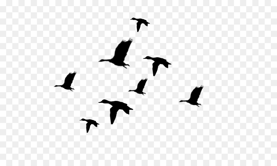 Duck Mallard Silhouette Bird Clip art - flock png download - 712*538 - Free Transparent Duck png Download.
