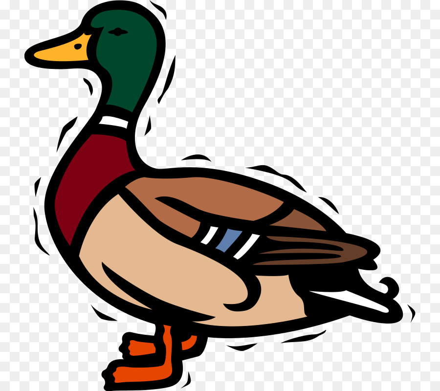 Mallard Duck Clip art - Free Bird Vector png download - 800*800 - Free Transparent Mallard png Download.