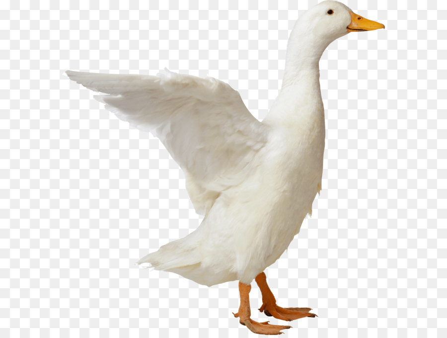American Pekin Duck Goose Mallard - Duck Png Image png download - 2550*2644 - Free Transparent American Pekin png Download.