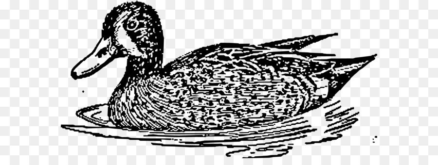 Swim water duck vector png download - 1875*939 - Free Transparent American Pekin ai,png Download.