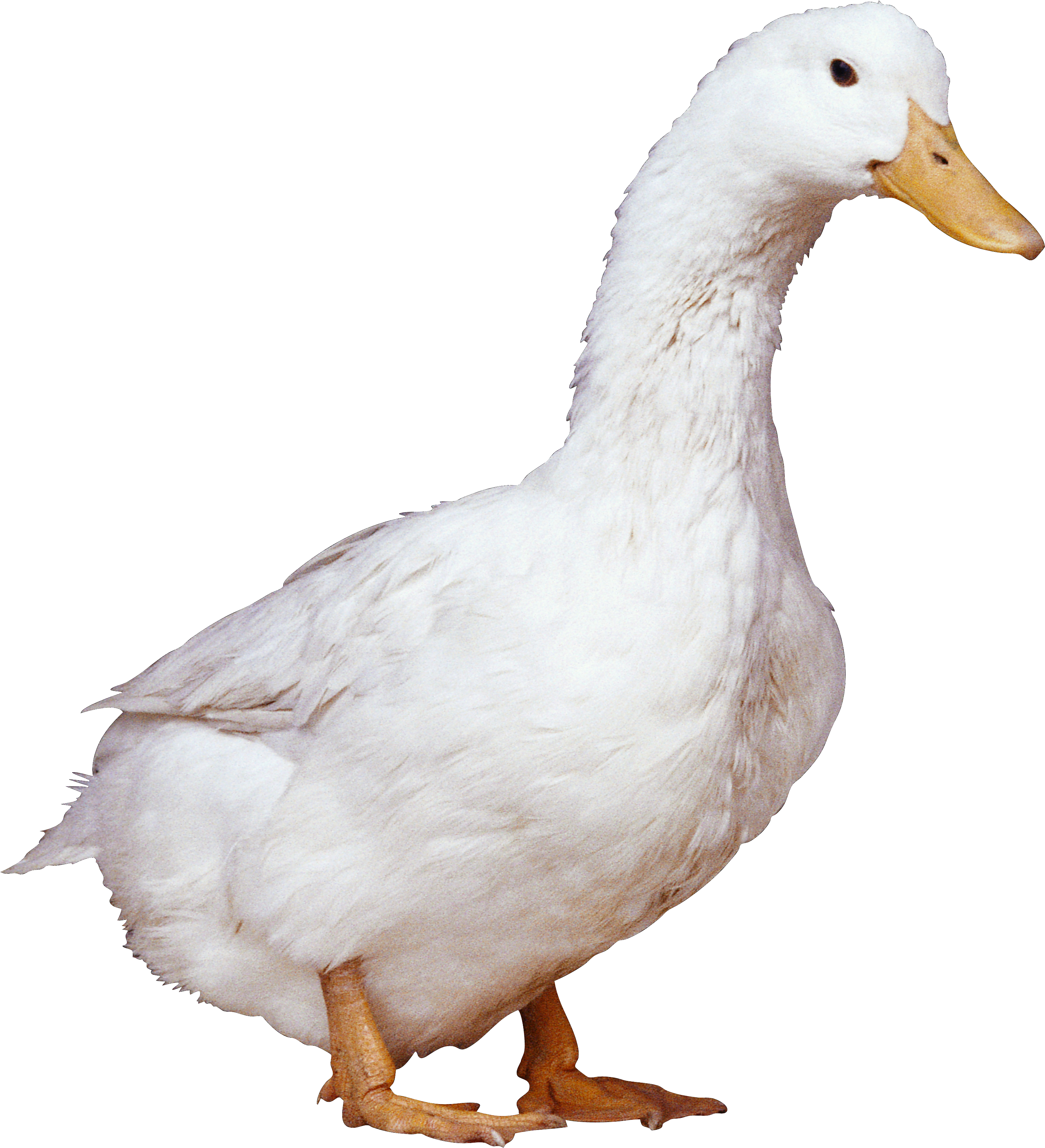 American Pekin Duck - White duck PNG image png download - 2738*3009 ...