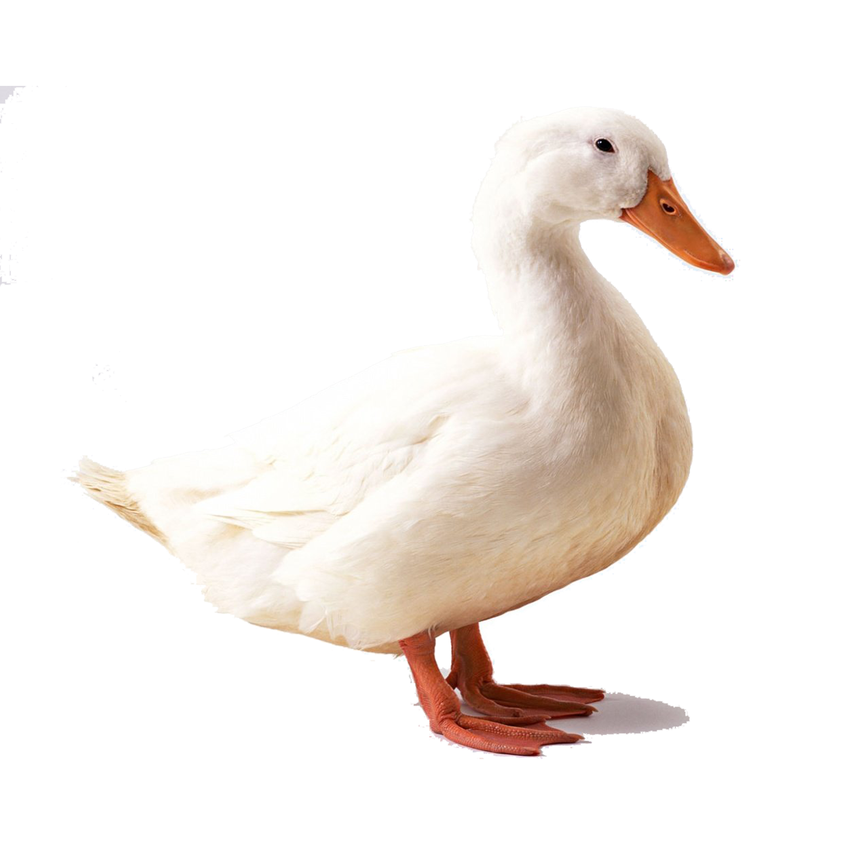 American Pekin Duck Bird Mallard Goose - duck png download - 2953*2953 ...