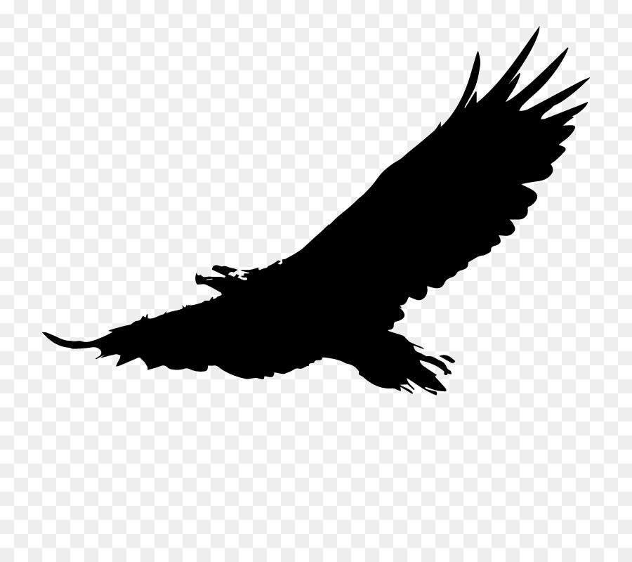Bald Eagle Download Clip art - american eagle png download - 800*800 - Free Transparent Bald Eagle png Download.