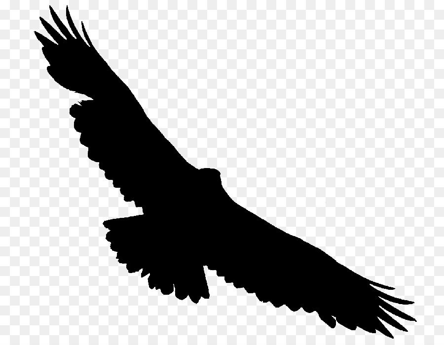 Bald eagle Hawk Vulture Buzzard -  png download - 800*690 - Free Transparent Bald Eagle png Download.
