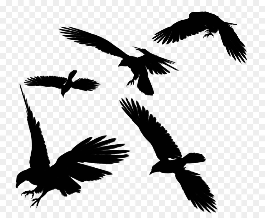 Bird Bald Eagle Silhouette Clip art - Bird png download - 823*732 - Free Transparent Bird png Download.