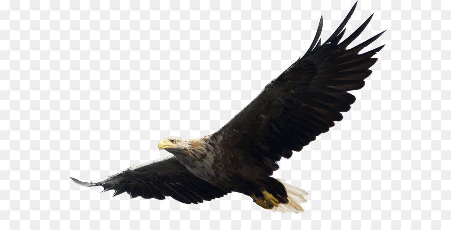 Bald Eagle Clip art - Eagle Png Image Download png download - 1024*697 - Free Transparent Bald Eagle png Download.