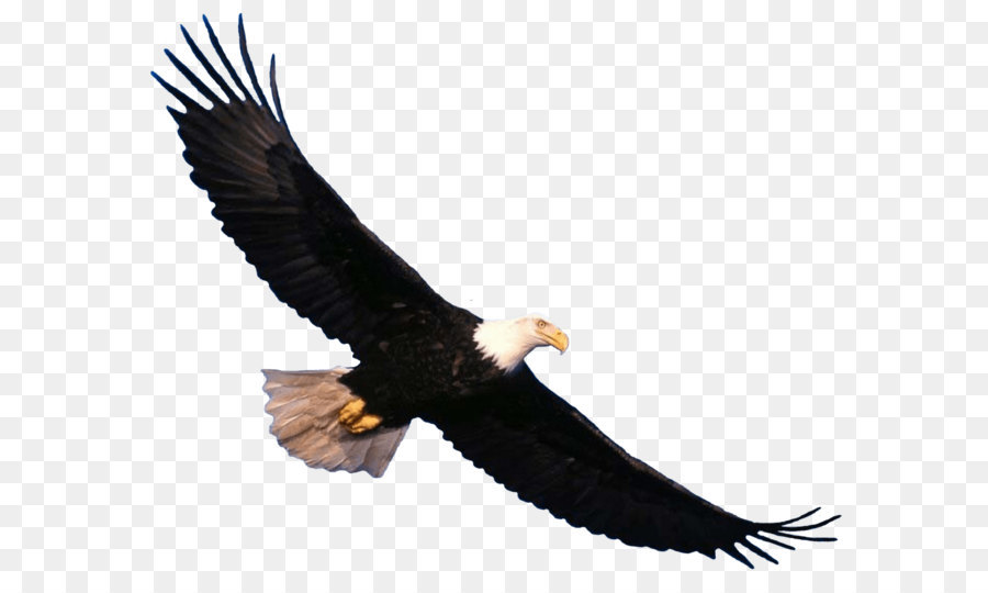 Bald Eagle Vulture Beak Fauna - Eagle Png Image Download png download - 1024*832 - Free Transparent Bald Eagle png Download.