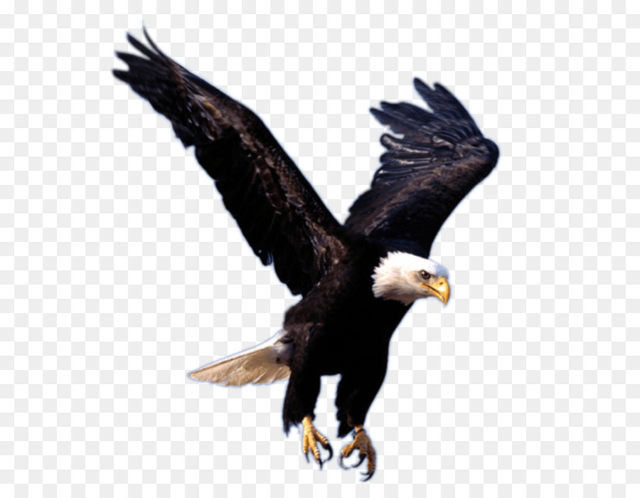 Eagle Clip art - Flying Eagle Png Image Download png download - 696*747 - Free Transparent Bald Eagle png Download.