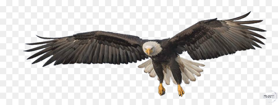 The Golden Eagle - Flying Eagle PNG Transparent Image png download - 960*355 - Free Transparent Eagle png Download.