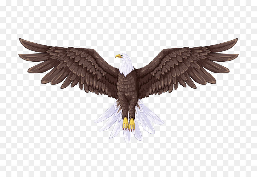 Bald Eagle Flight Drawing - Brown eagle png download - 1000*667 - Free Transparent Bald Eagle png Download.