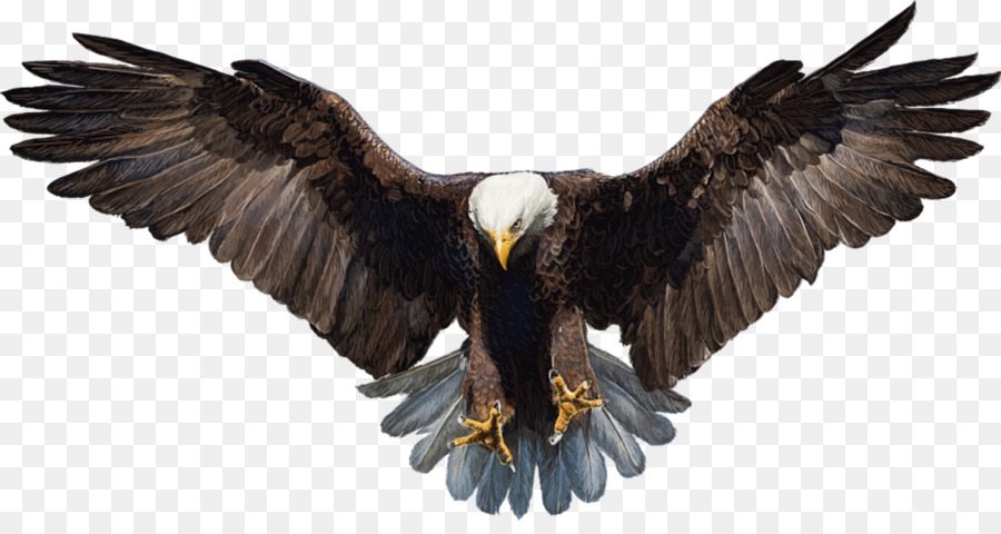 Bald Eagle White-tailed Eagle - eagle png download - 1600*832 - Free Transparent Bald Eagle png Download.