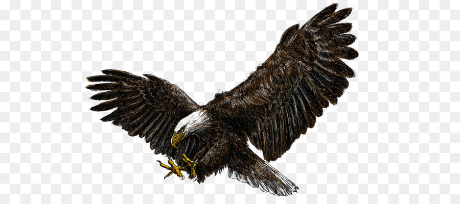 Flying Eagles png download - 1000*600 - Free Transparent Bald Eagle png Download.