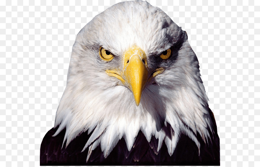 Bald Eagle Desktop Wallpaper - american eagle png download - 624*576 - Free Transparent Bald Eagle png Download.