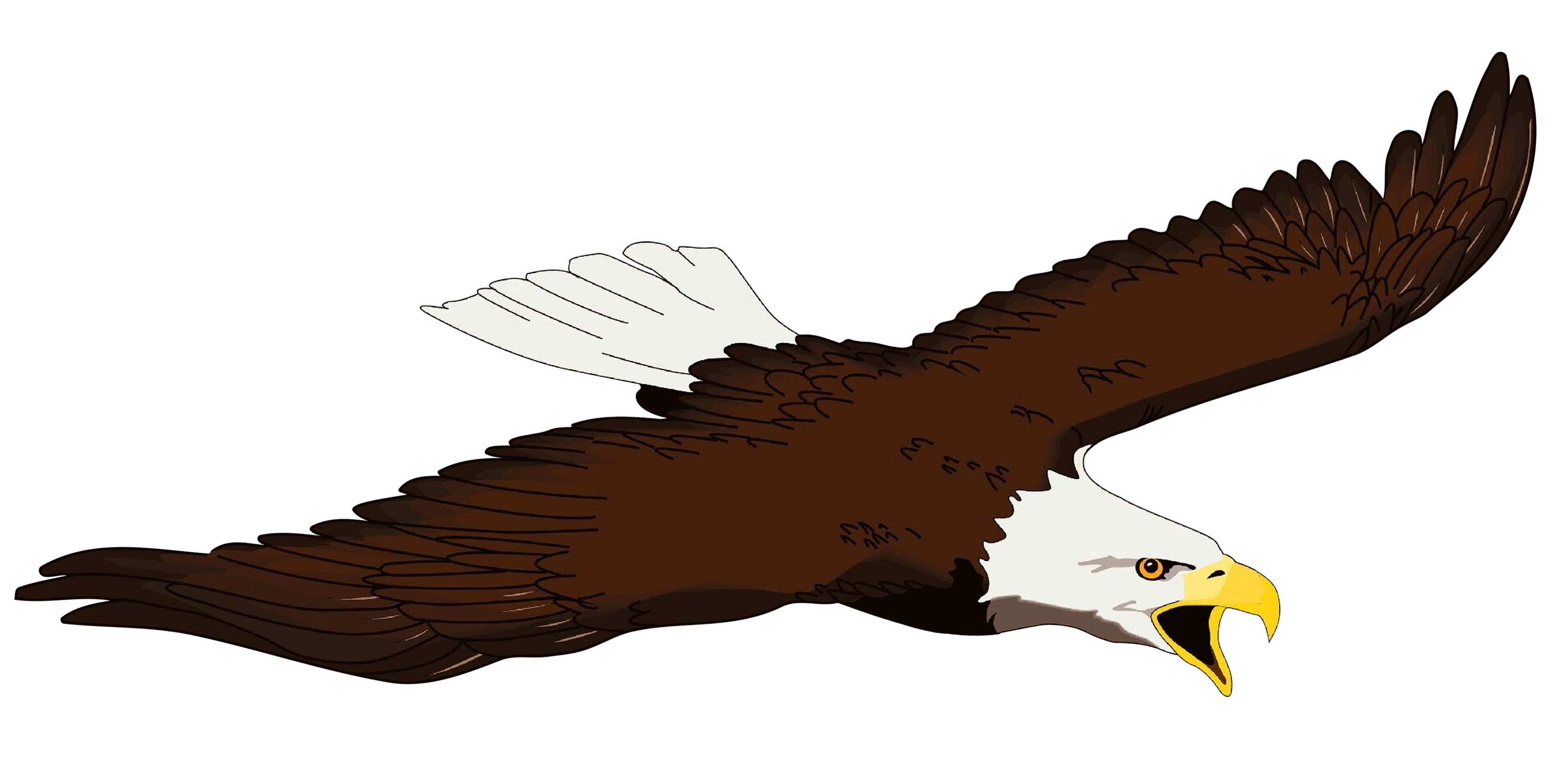 Bald Eagle Clip Art Eagle Transparent Png Clipart Pic - vrogue.co