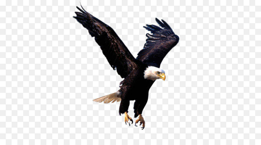 Eagle Clip art - Eagle PNG image, free download png download - 1024*768 - Free Transparent Bald Eagle png Download.