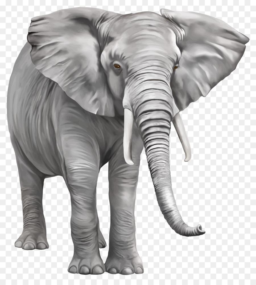 Indian elephant Clip art - Elephant PNG Free Download png download - 4781*5223 - Free Transparent Elephant png Download.