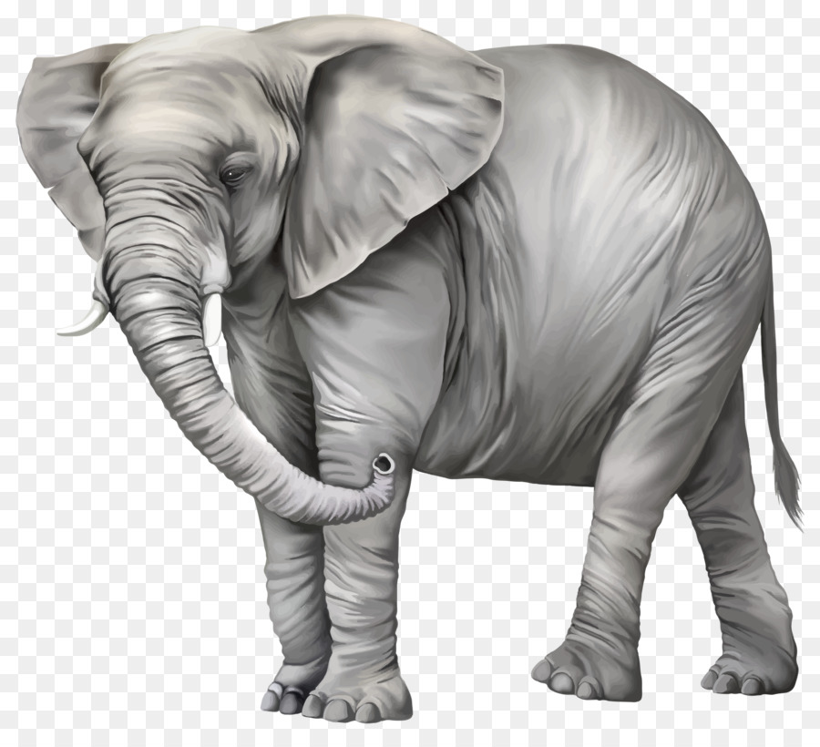 Elephant Clip art - Elephant PNG Photos png download - 2597*2337 - Free Transparent Elephant png Download.